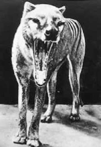 Picture 10 of Famous extinct animals