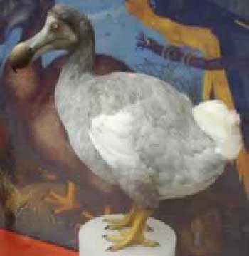Picture 5 of Famous extinct animals