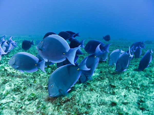 Picture 2 of Fancy with colorful creatures on the ocean floor