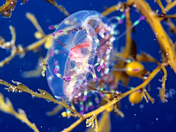Picture 5 of Fancy with colorful creatures on the ocean floor