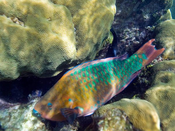 Picture 6 of Fancy with colorful creatures on the ocean floor