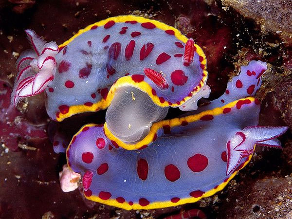 Picture 7 of Fancy with colorful creatures on the ocean floor