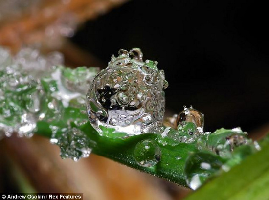 Picture 4 of Fantasy water drops shimmering