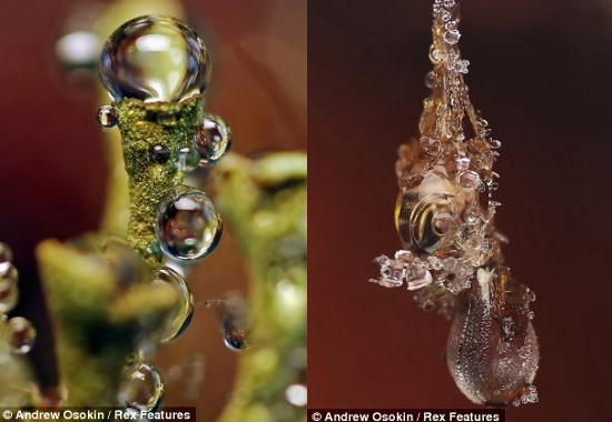 Picture 9 of Fantasy water drops shimmering