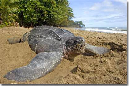 Picture 1 of Far away from the record of turtles