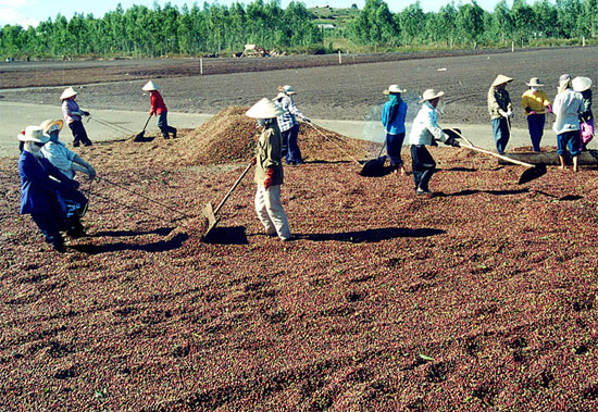 Picture 1 of Farmers produce microbial fertilizers from coffee bean shells