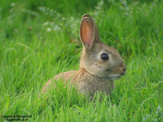 Picture 1 of Fear for rabbits before Tet
