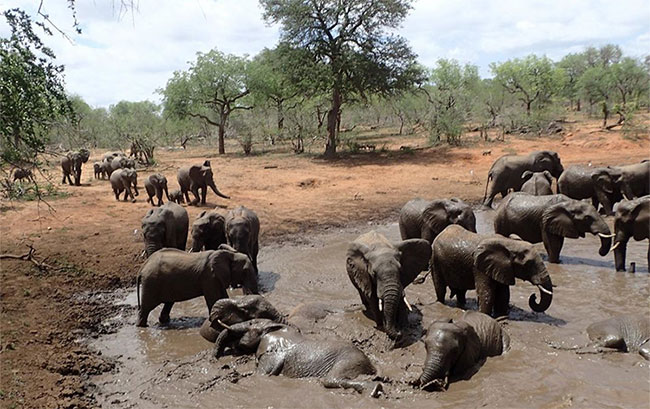 Picture 1 of Fear of honey bees of African forest elephants