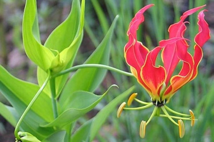 Picture 1 of Fear of poisonous dramatic dramatic flowers in Vietnam