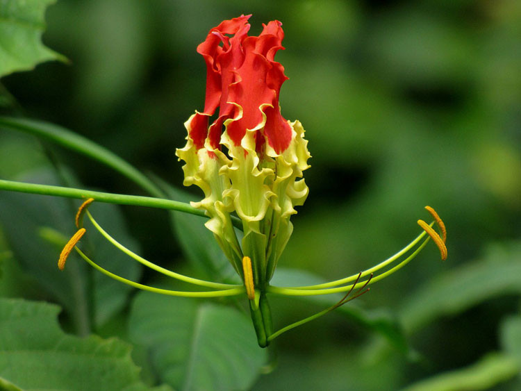 Picture 10 of Fear of poisonous dramatic dramatic flowers in Vietnam