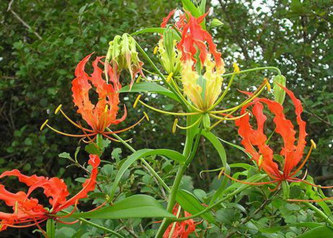 Picture 2 of Fear of poisonous dramatic dramatic flowers in Vietnam