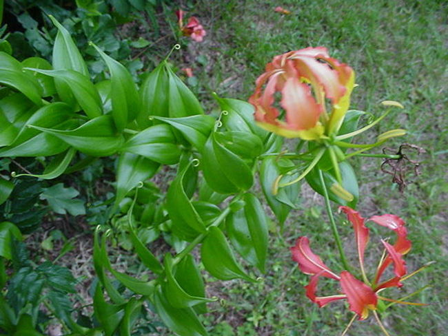 Picture 3 of Fear of poisonous dramatic dramatic flowers in Vietnam