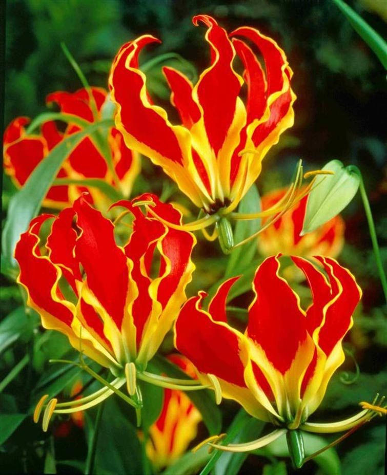 Picture 4 of Fear of poisonous dramatic dramatic flowers in Vietnam