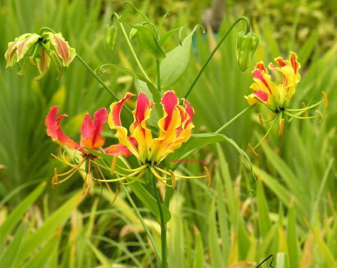 Picture 5 of Fear of poisonous dramatic dramatic flowers in Vietnam