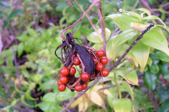 Picture 6 of Fear of poisonous dramatic dramatic flowers in Vietnam
