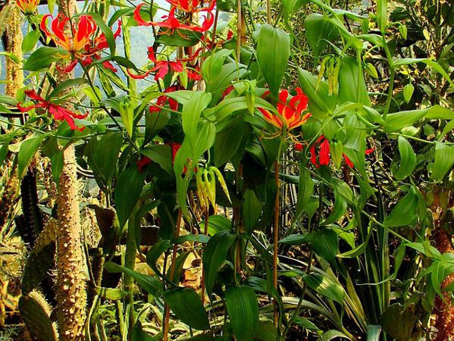 Picture 7 of Fear of poisonous dramatic dramatic flowers in Vietnam