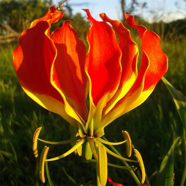 Picture 8 of Fear of poisonous dramatic dramatic flowers in Vietnam