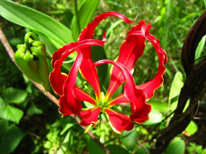 Picture 9 of Fear of poisonous dramatic dramatic flowers in Vietnam