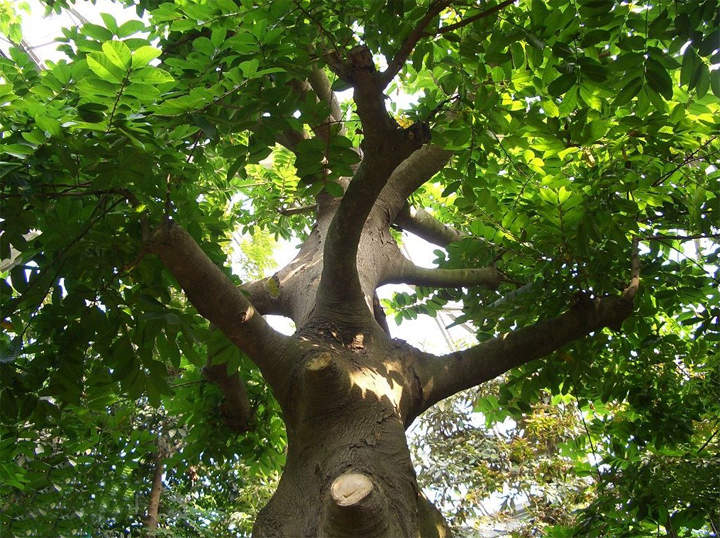 Picture 6 of Fear of the poisonous poisonous tree of Vietnam in 7 steps