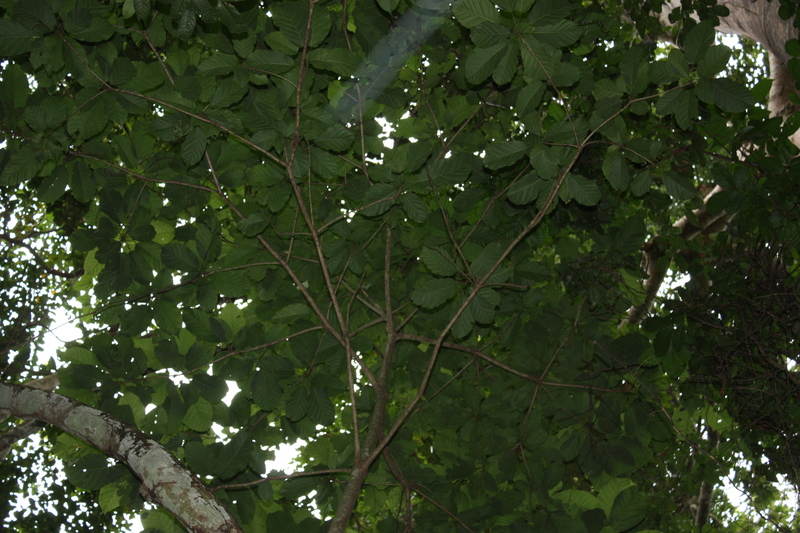 Picture 7 of Fear of the poisonous poisonous tree of Vietnam in 7 steps