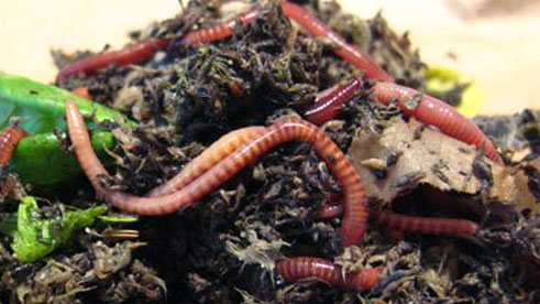 Picture 2 of Feeding worms