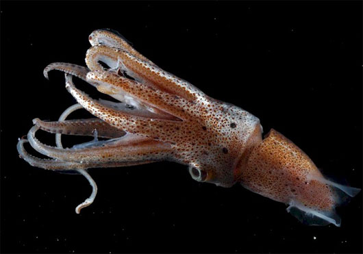 Picture 1 of Feel the pain to help the squid increase its survival