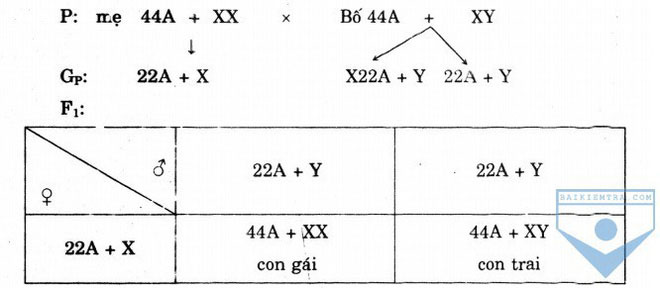 Female Is Xx Male Is Xy But Why Not Have Yy Chromosome