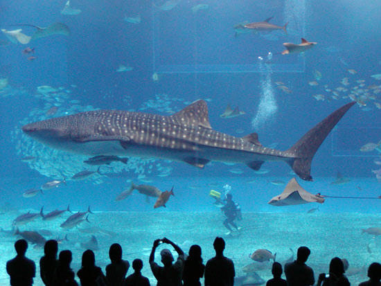 Picture 2 of Female whale shark is a