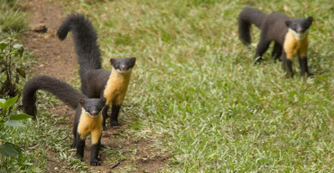 Ferrets have lovely golden breasts that fascinate anyone images 4