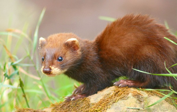 Picture 4 of Ferrets ride birds flying - hot pictures of animals last week