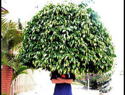 Picture 1 of Fertilizer from ... hair