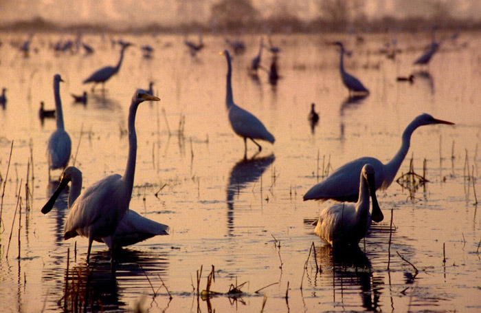 Picture 4 of Ferto / Neusiedler cultural landscape
