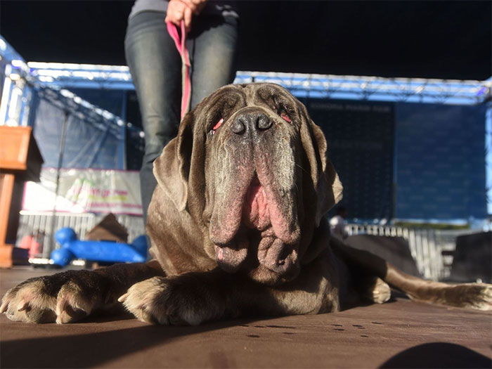 Picture 5 of Fever in front of 'the ugliest dog in the world'