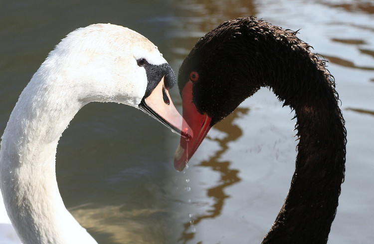 Picture 1 of Few people know about black swans