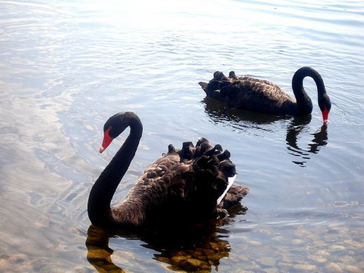 Picture 2 of Few people know about black swans