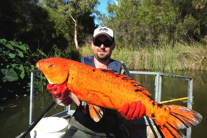 Picture 3 of Few people know about carp