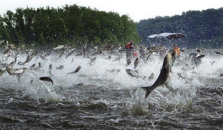 Picture 6 of Few people know about carp
