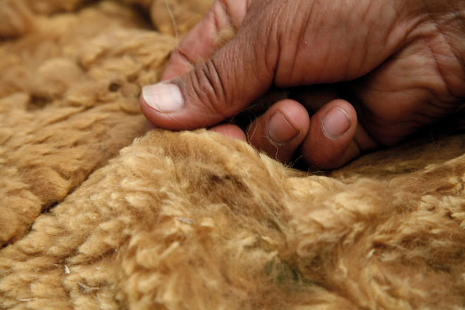 Picture 3 of Few people think this camel is the source of the world's rarest fiber fabric