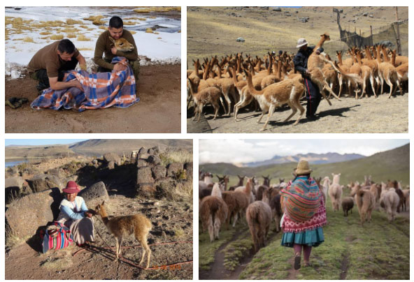 Picture 5 of Few people think this camel is the source of the world's rarest fiber fabric