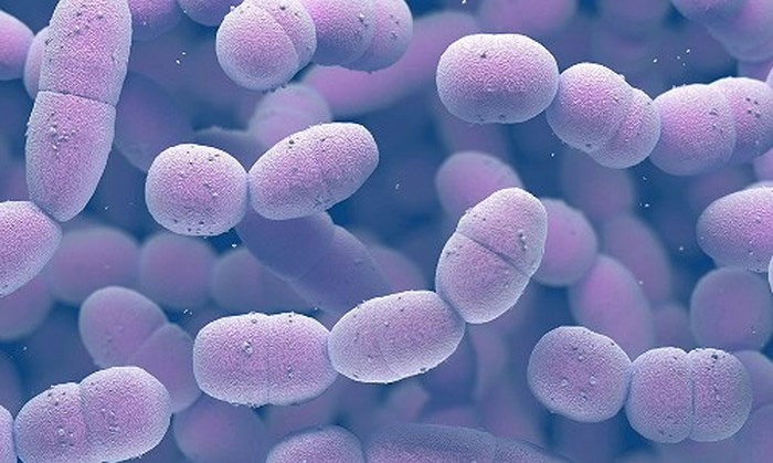 Picture 1 of Few sexual diseases are about to turn into bacteria
