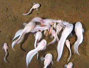 Picture 1 of Filming fishes live in the greatest depth