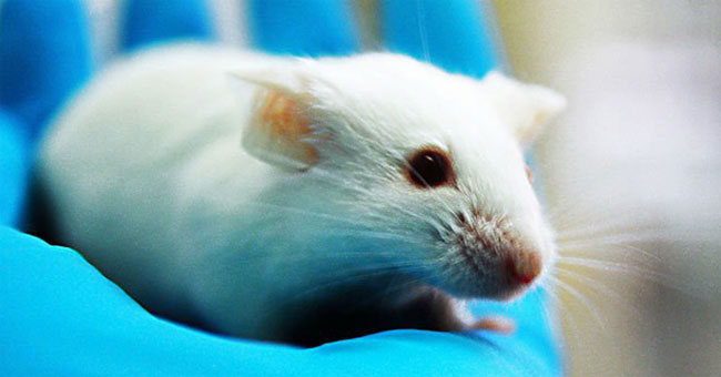 Picture 1 of Find a drug that extends your mouse's life expectancy by 35%, coming soon for humans?