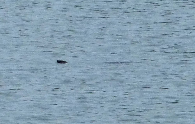 Picture 1 of Find a more individual Hoan Kiem turtle in the wild