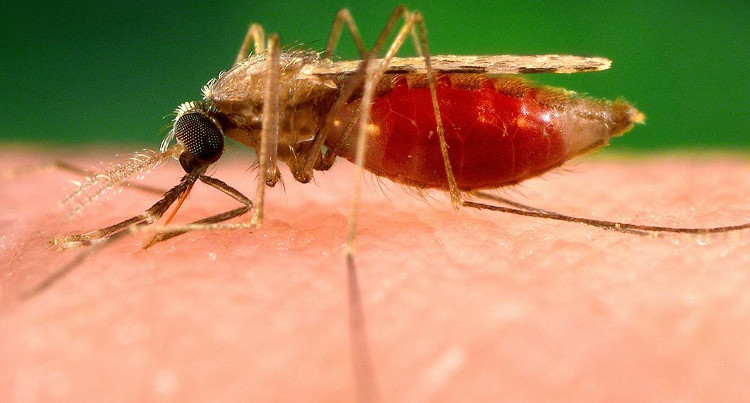 Picture 1 of Find an anti-malaria drug that can turn human blood into toxins with mosquitoes