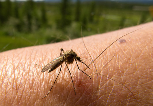 Picture 1 of Find an effective and inexpensive mosquito repellent