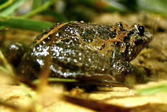 Picture 1 of Find an endangered frog