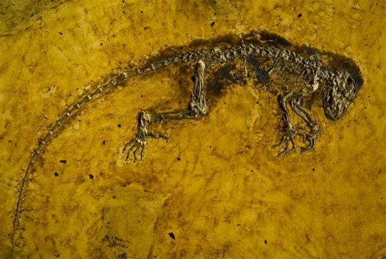 Picture 1 of Find ancient vertebrate traces
