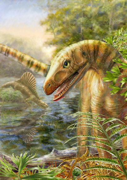 Picture 1 of Find animal fossils that have them with dinosaurs