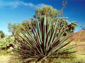 Picture 1 of Find anti-obesity in wild pineapple plants