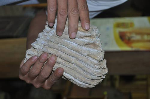 Picture 1 of Find antiques, find fossilized elephant teeth